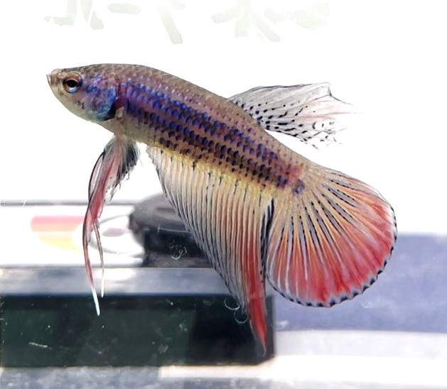 ベタ・スプレンデンス（Betta splendens） – ベタ沼ブログ